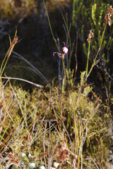 Disperis capensis capensis