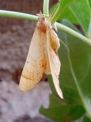 Eulithis propulsata