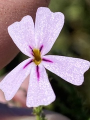 Jamesbrittenia aspalathoides