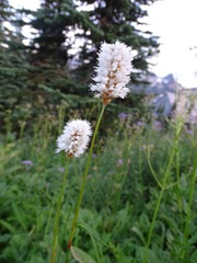 Bistorta bistortoides