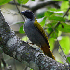 Saltator atriceps