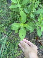 Verbesina occidentalis