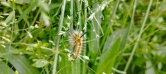 Noctuoidea