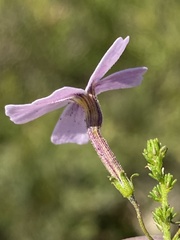Jamesbrittenia aspalathoides