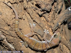 Hemidactylus triedrus