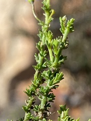 Jamesbrittenia aspalathoides