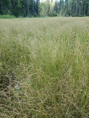 Carex lasiocarpa