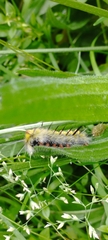 Noctuoidea