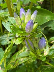 Gentiana clausa