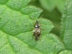 Anthocoris nemorum