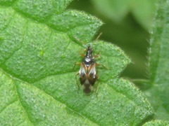Anthocoris nemorum