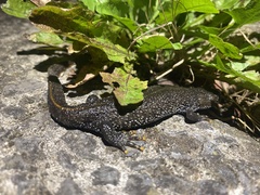Triturus cristatus