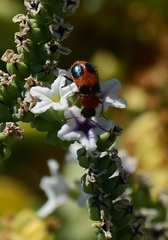Collops quadrimaculatus