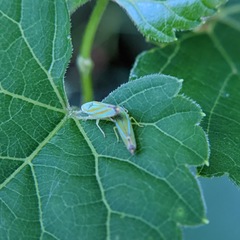 Graphocephala versuta