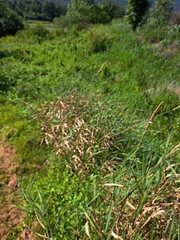 Phalaris arundinacea