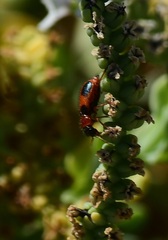 Collops quadrimaculatus