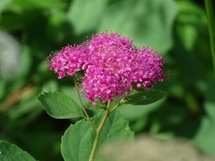 Spiraea splendens
