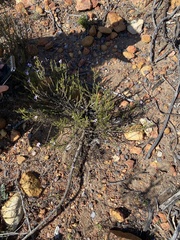 Jamesbrittenia aspalathoides