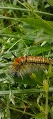 Noctuoidea
