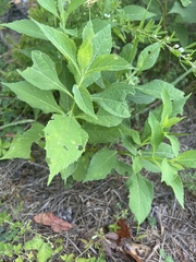 Verbesina occidentalis