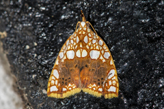 Gabala polyspilalis