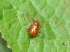 Neocrepidodera transversa