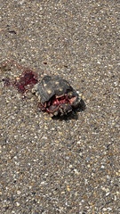 Gopherus berlandieri