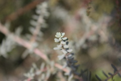 Suaeda vermiculata