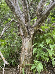 Burseraceae