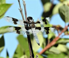 Libellula forensis