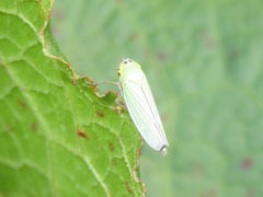 Cicadella viridis