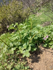 Cristaria dissecta dissecta