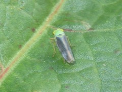 Cicadella viridis