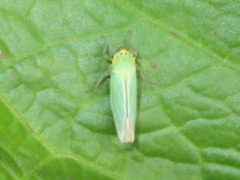 Cicadella viridis