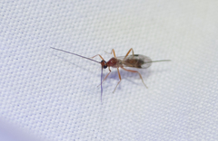 Braconidae