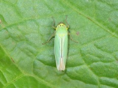 Cicadella viridis