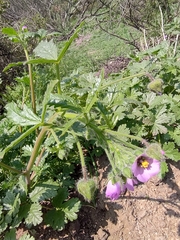 Cristaria dissecta dissecta