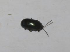 Phratora laticollis