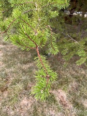 Pinus banksiana