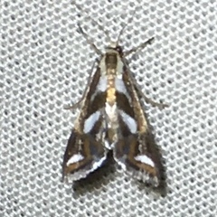 Chrysendeton imitabilis