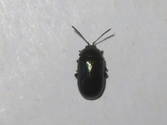 Phratora laticollis