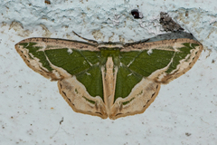 Eucyclodes alboviridis