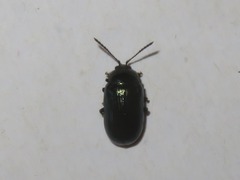 Phratora laticollis