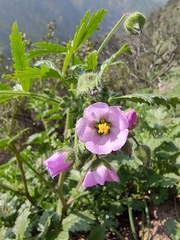 Cristaria dissecta dissecta