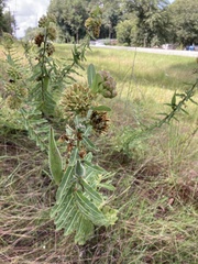 Asclepias obovata