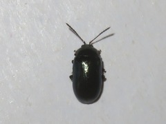 Phratora laticollis