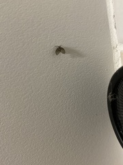 Clogmia albipunctata