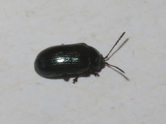Phratora laticollis