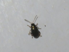 Crepidodera aurata