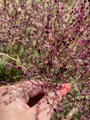 Cycloloma atriplicifolium